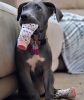 Non-Skid Dog Socks
