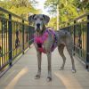 Venture Paw Pull Control Dog Harness