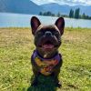 Wrap and Snap Choke Free Dog Harness by Doggie Design